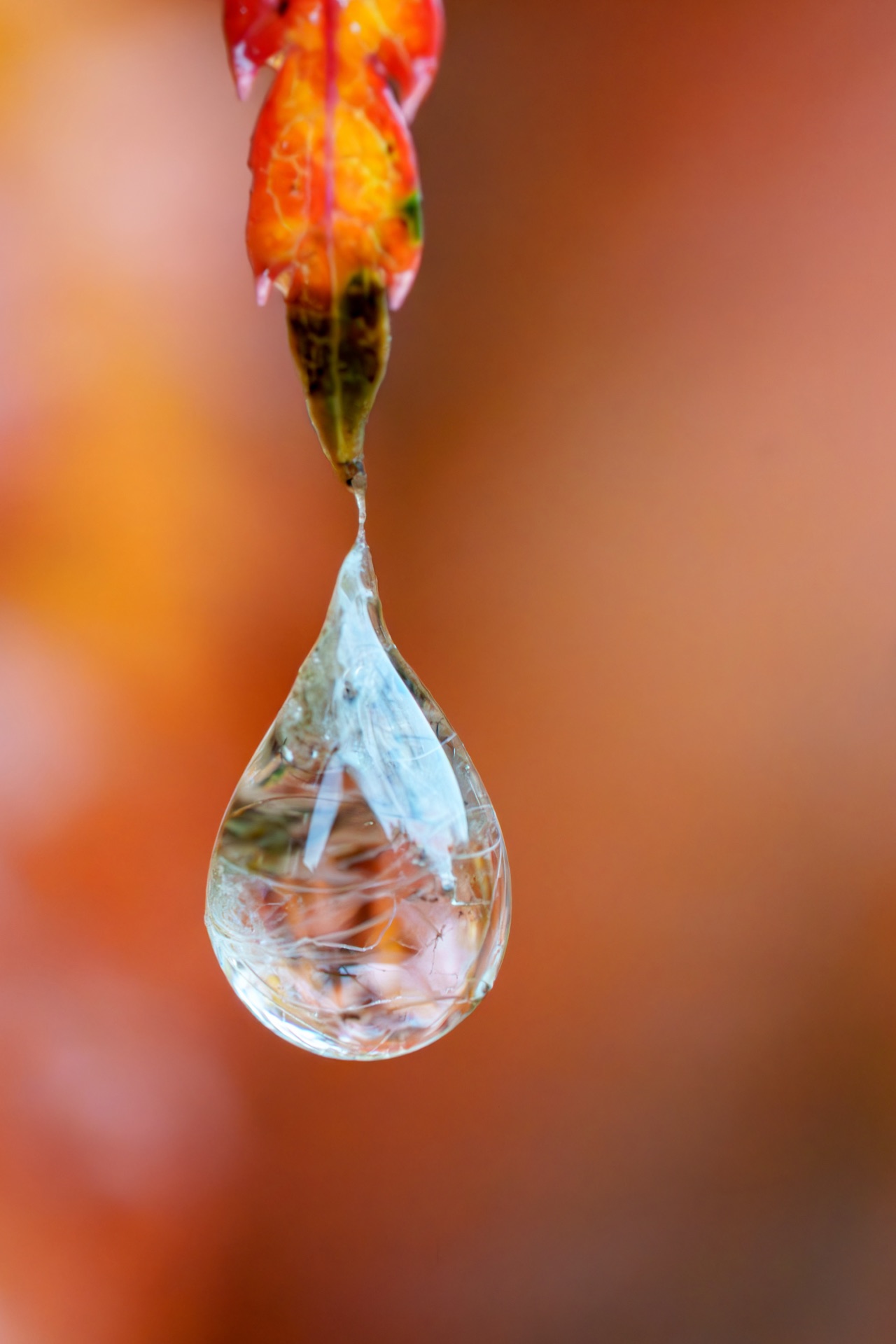 Water droplet hanging from an autumn leaf, world reflected inside